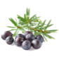 Juniperus communis